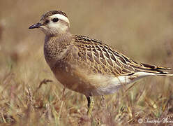 Eurasian Dotterel