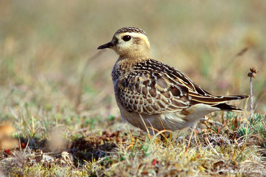 Eurasian Dotterel