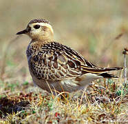 Eurasian Dotterel