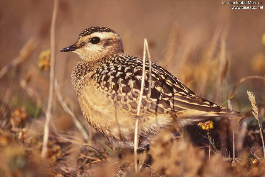 Eurasian Dotterel