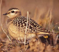 Eurasian Dotterel