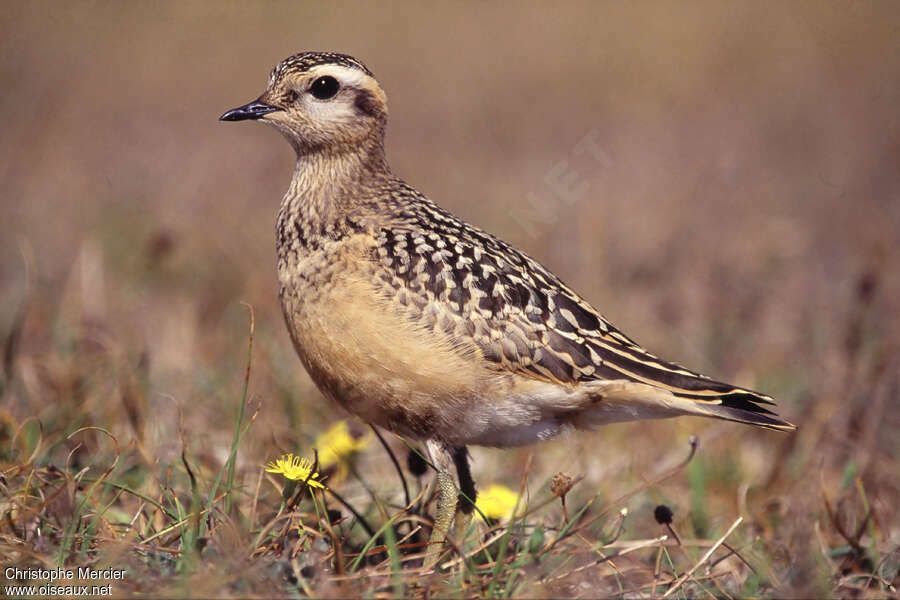 Pluvier guignard2ème année, identification