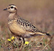 Eurasian Dotterel