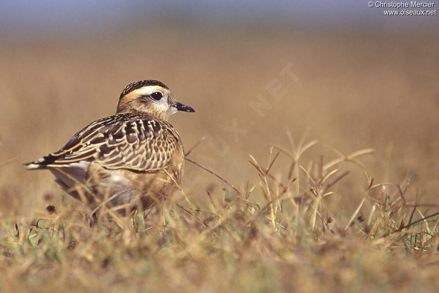 Eurasian Dotterel