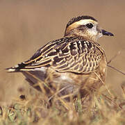 Eurasian Dotterel