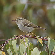 Yellow-browed Warbler