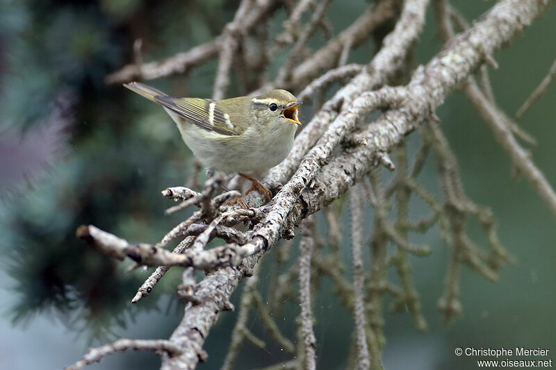 Yellow-browed Warbler