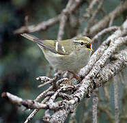 Yellow-browed Warbler