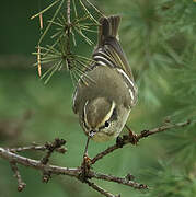 Yellow-browed Warbler