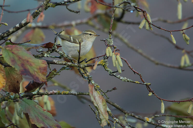 Yellow-browed Warbler