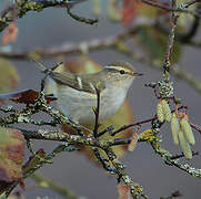 Yellow-browed Warbler