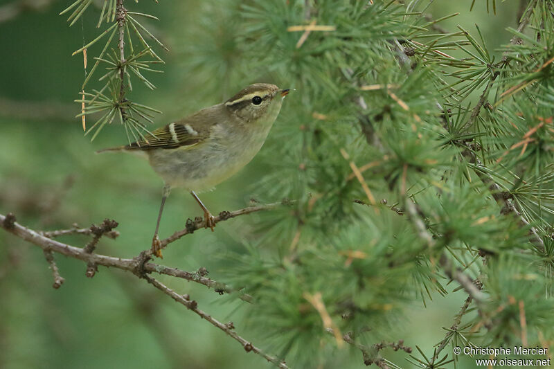 Yellow-browed Warbler