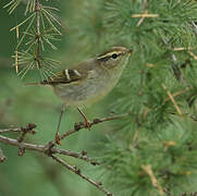 Yellow-browed Warbler