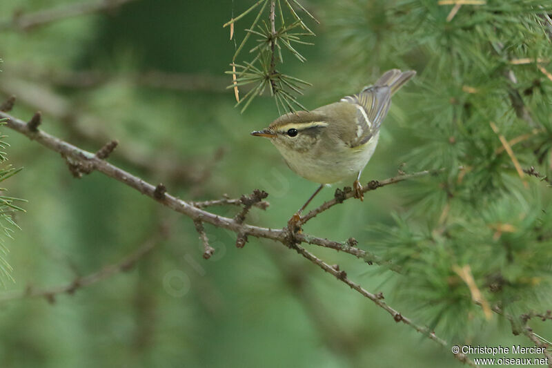 Yellow-browed Warbler