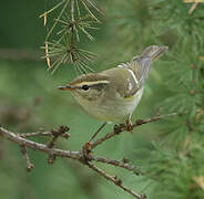 Yellow-browed Warbler