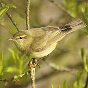 Willow Warbler