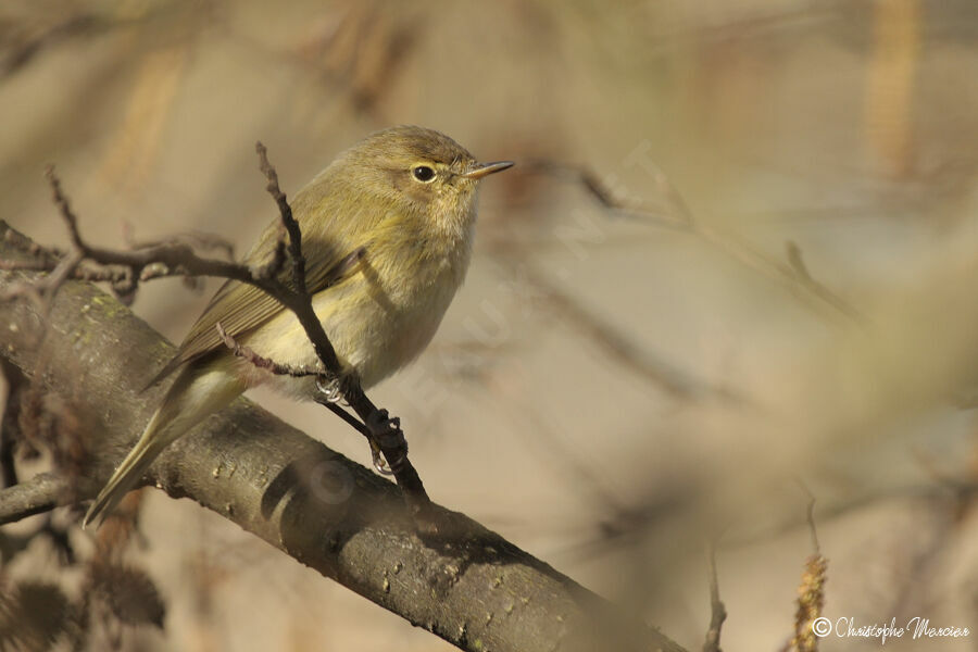 Common Chiffchaff