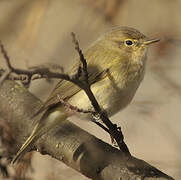 Common Chiffchaff