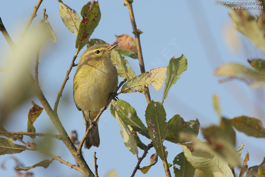 Common Chiffchaff