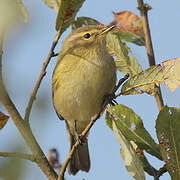 Common Chiffchaff