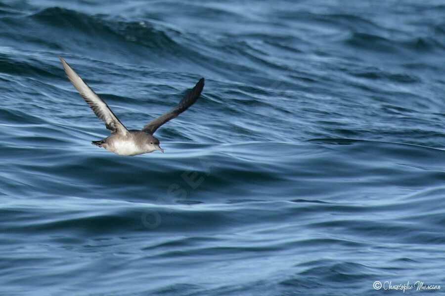 Balearic Shearwater