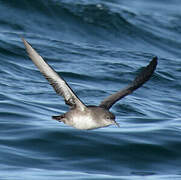 Balearic Shearwater