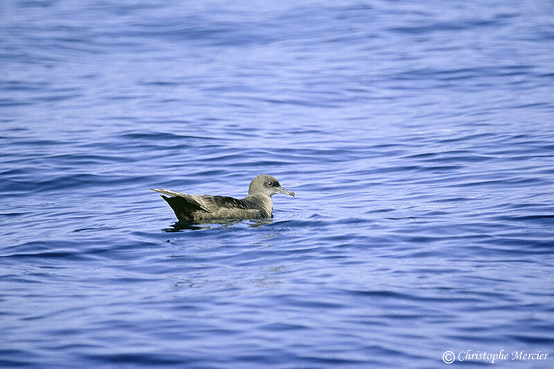 Puffin fuligineux