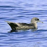 Sooty Shearwater