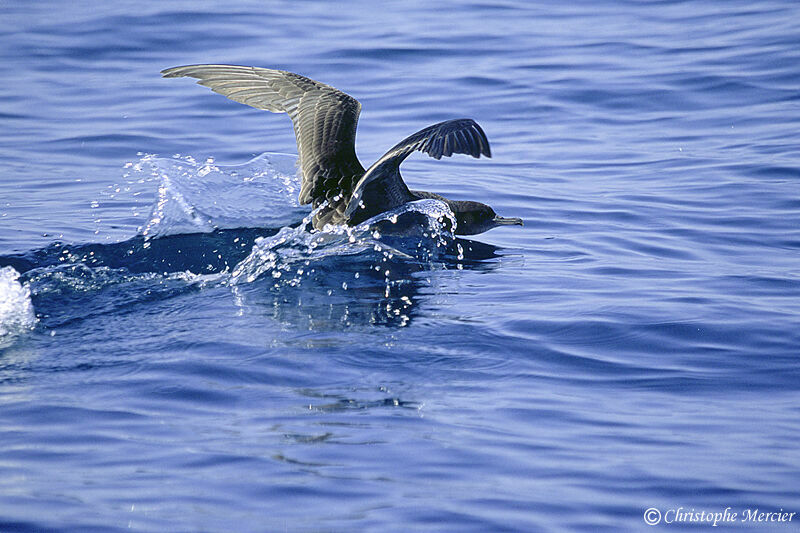 Sooty Shearwater