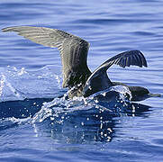 Sooty Shearwater