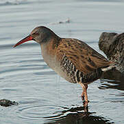 Water Rail