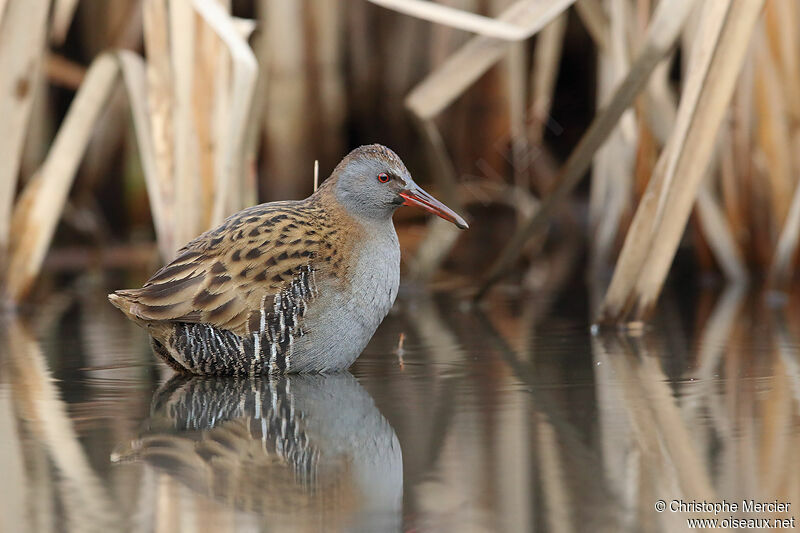 Water Rail