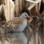 Water Rail