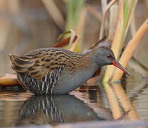 Water Rail