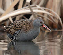 Water Rail