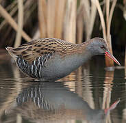 Water Rail