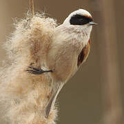 Eurasian Penduline Tit