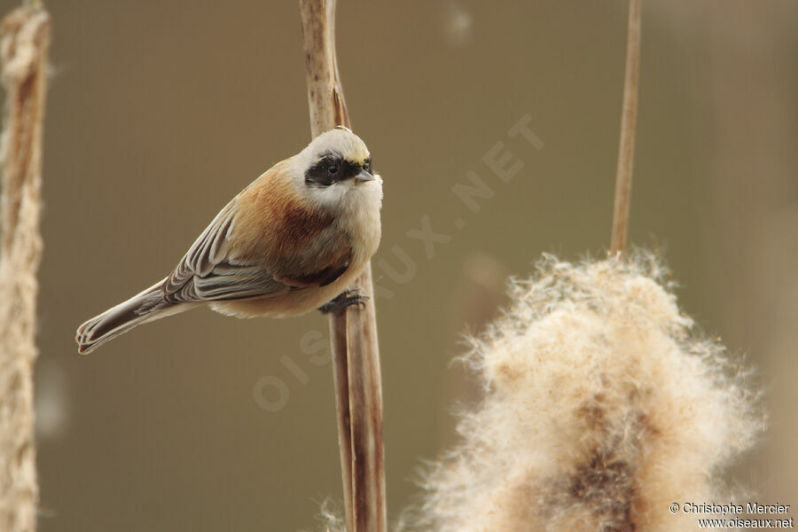 Rémiz penduline