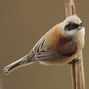 Eurasian Penduline Tit