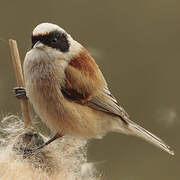 Eurasian Penduline Tit