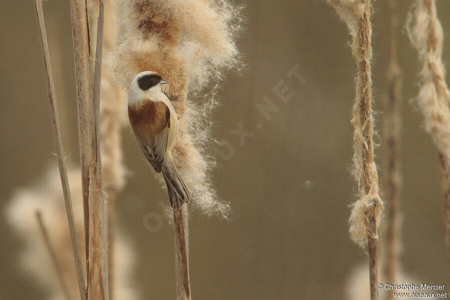 Eurasian Penduline Tit