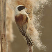 Eurasian Penduline Tit