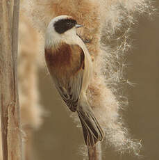 Rémiz penduline