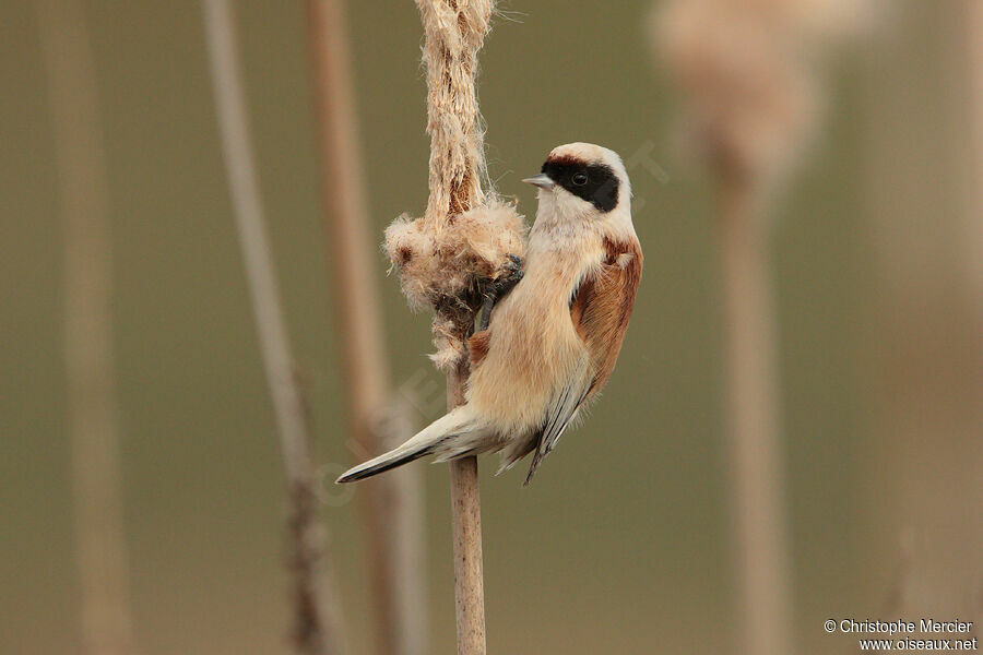 Eurasian Penduline Tit