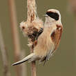 Rémiz penduline