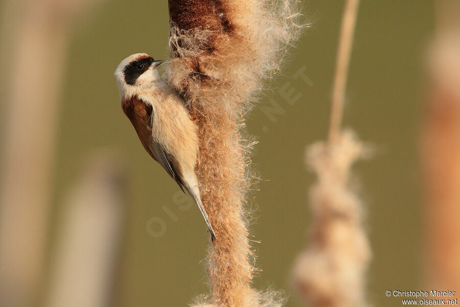 Eurasian Penduline Tit