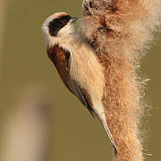 Eurasian Penduline Tit