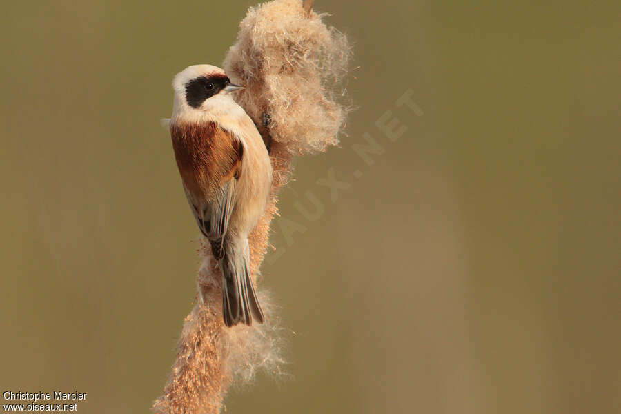 Rémiz penduline