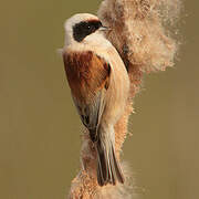 Eurasian Penduline Tit