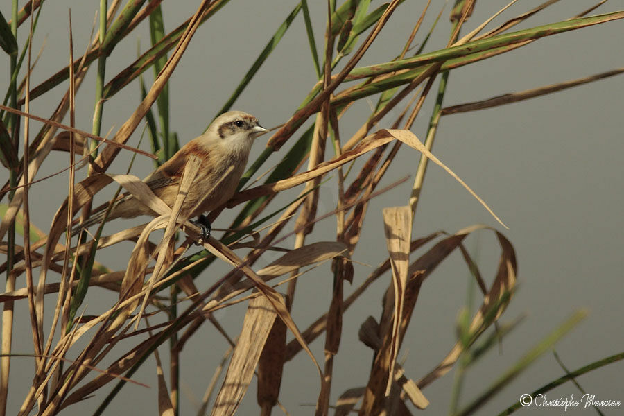 Rémiz penduline